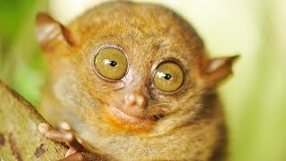 Discover the Enchanting World of the Philippine Tarsier with Relaxing Nature Sounds 4K [upl. by Him517]