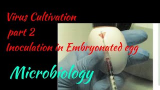 Virus Cultivation  Virus Inoculation in Embryonated egg Microbiology [upl. by Rai790]