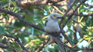 Birds of Northern South Africa part 5 [upl. by Torin]