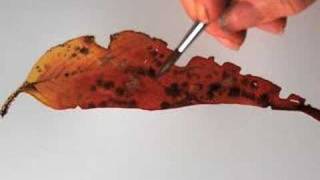 Helens eucalyptus leaf painting tip 7 [upl. by Aihsenat177]