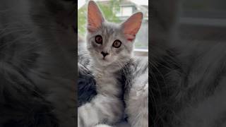 Adorable Maine Coon kittens❤️mainecooncatlovers mainecoonkittens kittens cutekitty [upl. by Quenby]