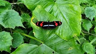 Heliconius telesiphe from Bolivia [upl. by Cimbura983]