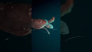 Lovely Loggerheads Offshore florida fishing turtle ocean viral shorts [upl. by Enilaf]