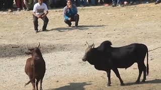 Bullfight Nepal 2024 [upl. by Hatokad]