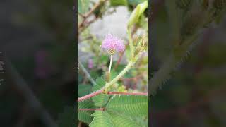 Touch me not plantMimosa pudica🌸🌸shortsflowers gardenviral youtube plants khushikhatrisworld [upl. by Leckie]