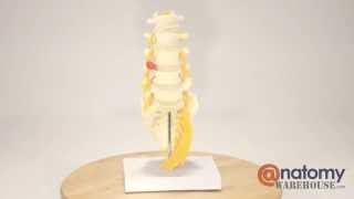 5 Piece Vertebral Column Anatomy Model With Sacrum by AnatomyWarehousecom [upl. by Nivahb]