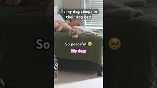 “My dog sleeps in their dog bed”dogshortspuppyfunnyanimalsanimalscute [upl. by Iramo549]