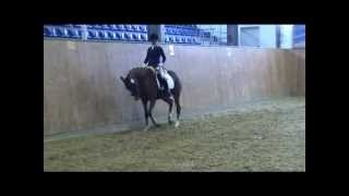 FS ChambertinBrillant German Riding Pony mare  2008 [upl. by Osbert]