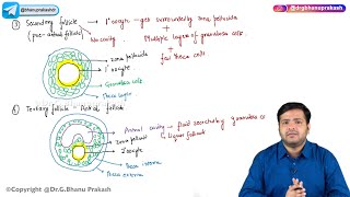 4 General Embryology  Oogenesis 🥚✨ [upl. by Inalawi]