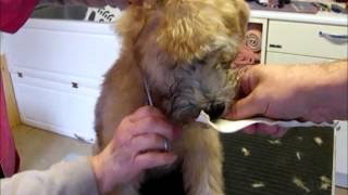 Trimming a Wheaten Terrier Puppy Part 2 [upl. by Laucsap]