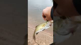 first tiktok at reservoir fishing for smallies fishing bassfishing catskillmountains [upl. by Oile607]