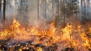 What causes a wildfire  Natural Disasters [upl. by Reviere]