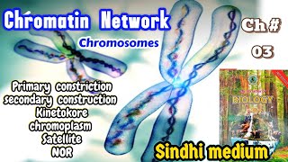 Chromatin Network class 11th [upl. by Ytsirhk]