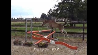 Lucky Pia PS Z v Le Blue Diamond vt Ruytershof [upl. by Eseerehc]