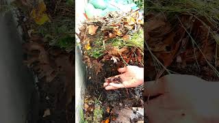 Healthy kitchen scrap compost pile oozing with compost worms [upl. by Meedan]