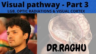 Visual Pathway3 Lateral Geniculate Body Optic Radiations amp Visual cortex [upl. by Acysej]