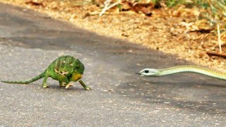 Boomslang Snake Kills a Chameleon Quickly amp Swiftly [upl. by Dahlia]