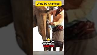 Urine de Chameau [upl. by Citarella]