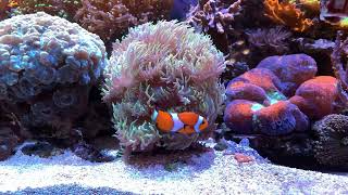 Massive Duncan Coral Hosts Clownfish In Reef Tank [upl. by Shaner]