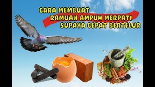 Cara Cepat Membuat Merpati cepat bertelur  Grit Cangkang Telur [upl. by Kallista847]