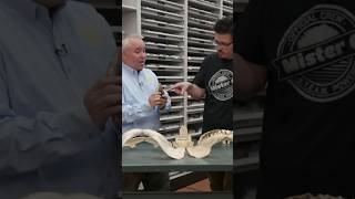 Megalodon tooth at McWaneScienceCenter with Jun Ebersole paleontology AlabamaPublicTV DIYST3 [upl. by Nisse]