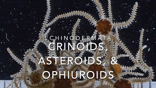 Echinodermata crinoids asteroids amp ophiuroids [upl. by Harrat]