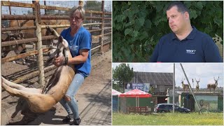 Žiauraus elgesio su gyvūnais skandalas Klaipėdos zoologijos sode VMVT tai vadina natūralia atranka [upl. by Dempsey860]