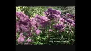 Eupatorium purpurea [upl. by Garris]