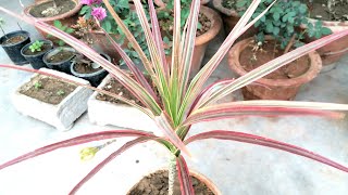 Dracaena Marginata Care and repotting [upl. by Cleasta]