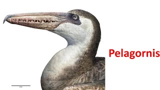 Pelagornis [upl. by Llertnom80]