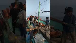 JAMNAGAR Bedi Bandar Fishing boat and gol fish very nice [upl. by Azral810]