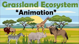 GRASSLAND ECOSYSTEM  Animation [upl. by Aissilem]