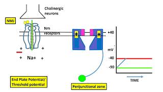 Excitation Contraction Coupling In The Skeletal Muscle [upl. by Johnette]