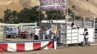 Ostrich Racing at Virginia City [upl. by Archibold]