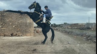 🔥🔥غياب المقدم مهامكة 😍وحضور نائبه أنس🐴🐴 [upl. by Esyahc]