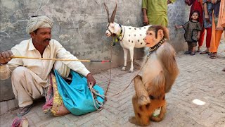 Bandar ka khel  Bandar ka tamasha  बंदर का खेल  monkey full drama  monkey funny video [upl. by Sivat186]