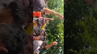 GH raisoni ganpati ghraisoni viralvideo shortsviral ganpatibappamorya likeandsubscribe [upl. by Wenonah]