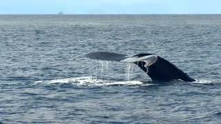 Ruta de Ballenas Documental [upl. by Tehcac814]