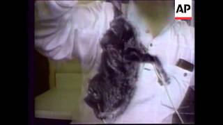 USA  Slaughter Of Chinchillas For Fur [upl. by Genia]