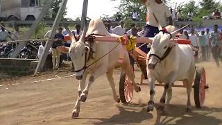 Bulls of Praveen Belagali running in Mudhol Race [upl. by Lenaj263]