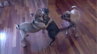 CAT vs DOGS  THE ULTIMATE PET FIGHTING CHAMPIONSHIP [upl. by Krell]