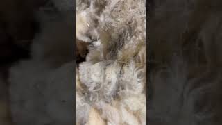 What do Wool Moth eggs and cocoons look like wool [upl. by Miguela196]