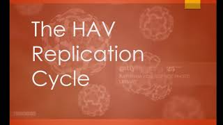 HAV Replication Cycle [upl. by Elane]