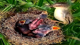 Yellowvented bulbul Baby Birds want to leave the nest to find their motherbirds baby [upl. by Trudnak]