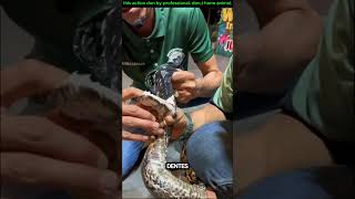 quantos dentes tem uma cobra viralvideo animals comedyvideos titanic facts [upl. by Uticas271]