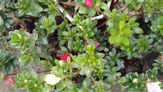 flower azaleas cuttings trainingronitvlog 🙏🙏🙏 [upl. by Rubetta72]