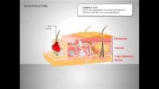 Skin Structure Diagrams [upl. by Arevle]