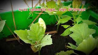 Reason Why My Eggplants Died What happened Lesson Learned [upl. by Oneal]