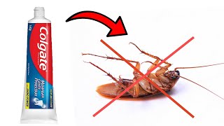 How to Get Rid of Cockroaches with Toothpaste  DIY Natural Cockroach Killer [upl. by Adnorat]