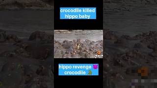 Crocodile attack hippo baby hippo revenge on crocodile shorts [upl. by Marj]